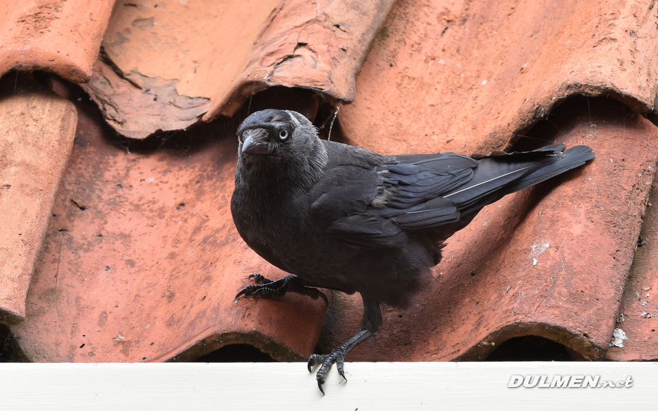 Western jackdaw (Coloeus monedula)